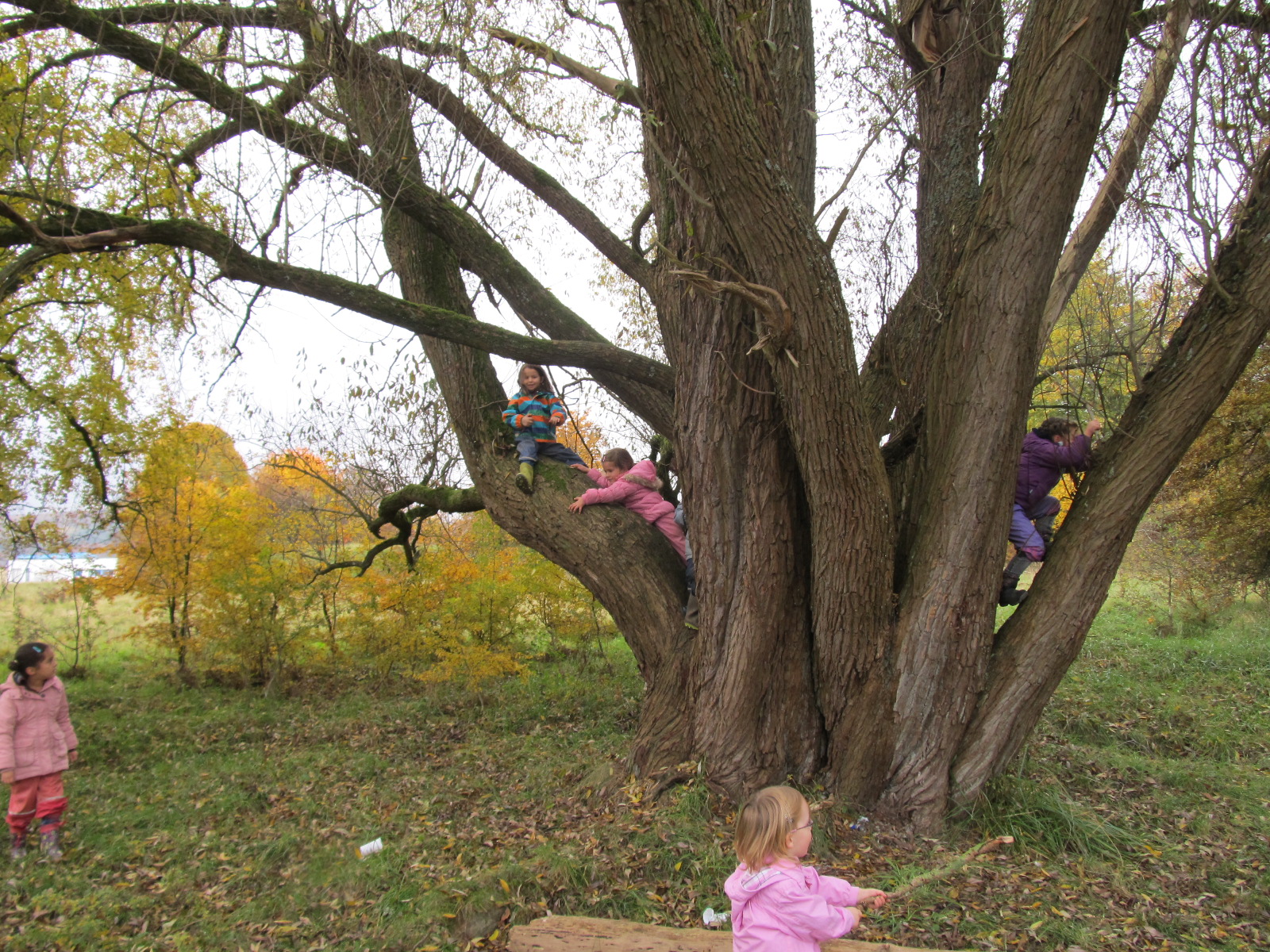 Kindergartenkinder klettern im Baum